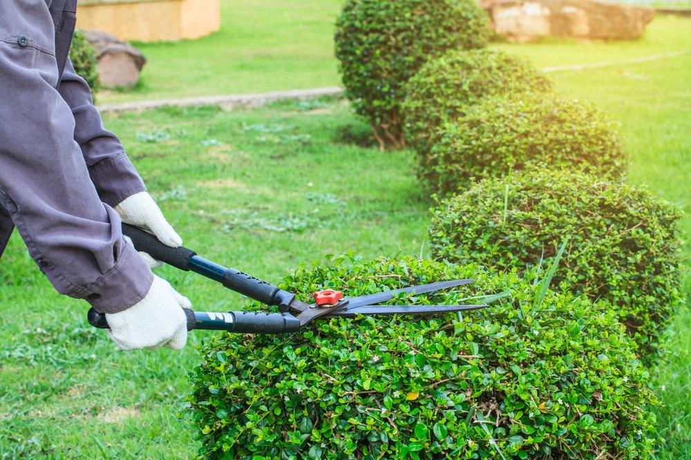 Best Lawn Treatment Company | Frank's Lawn and Tree Service