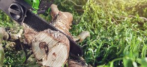 Tree Stump Removal Cost in Palmetto Bay , Stump Grinding Services | Miami Tree Company | Lawn Care , Tree Removal Near Palmetto Bay