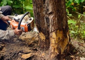 Kendall Tree and Stump Removal