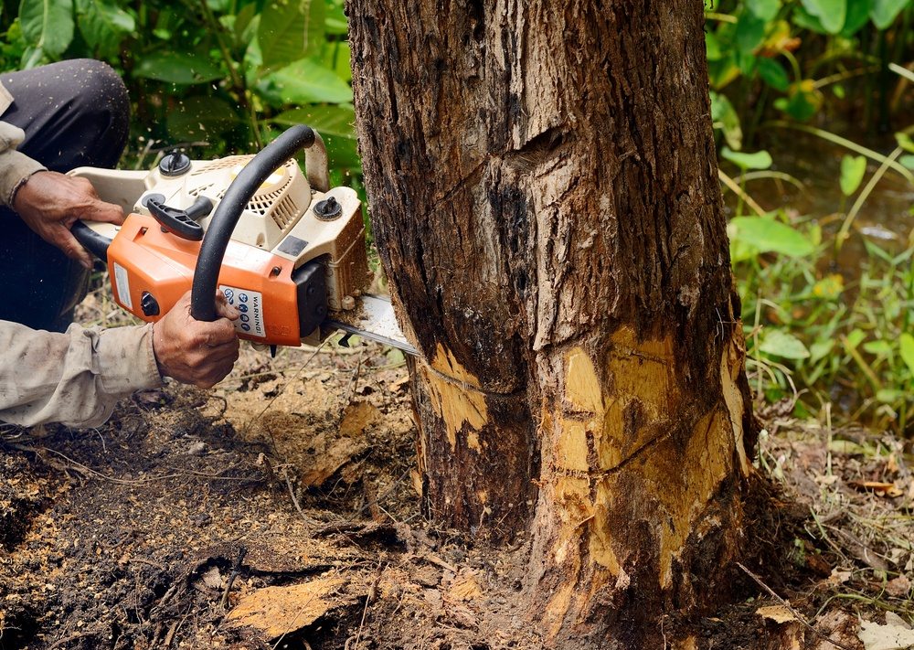 Tree Removal Services , Tree Removal Near Kendall