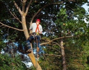 tree shaping , Tree Services Near Pinecrest