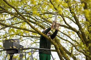 Tree Trimming Services in Cutler