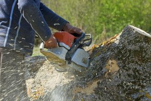 Coral Gables Stump Grinding Prices