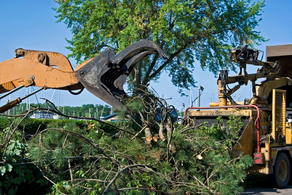 Green Cleanup Services , Landscape Debris Removal