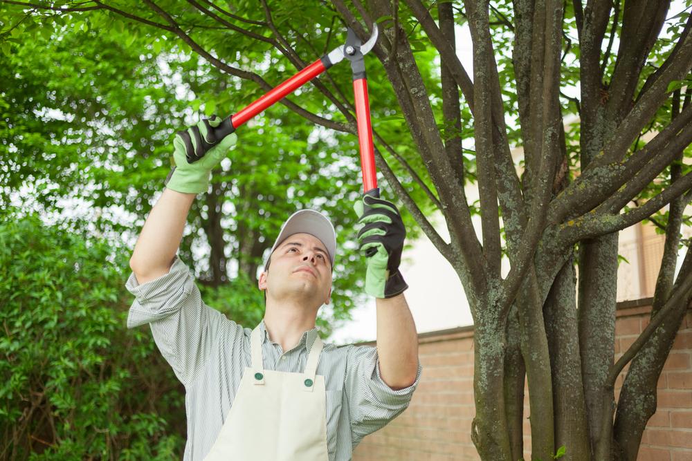 Best Tree Trimming Company in Miami , Tree Shaping