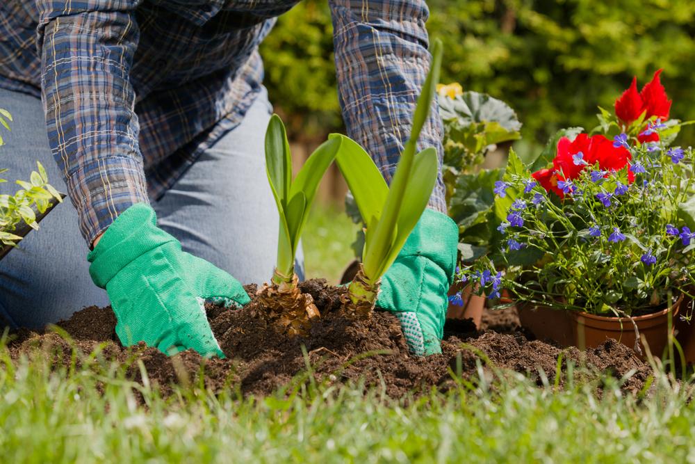 Landscaping Plants | Frank's Lawn & Tree Service