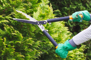 Best Tree Pruners in Coral Gables