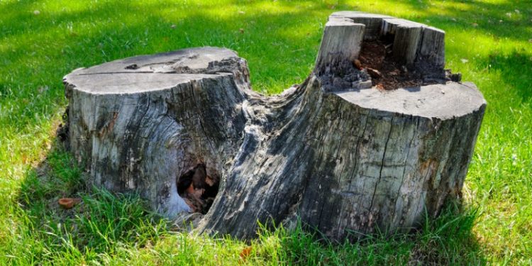 Tree Stump Removal Cost in Miami